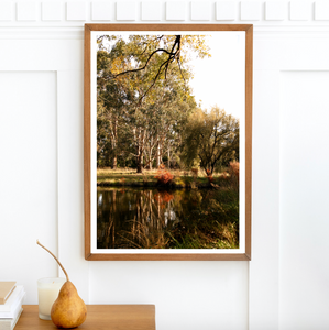 Golden Lake Burley Griffin • Set of Two Canberra Australia Native Bush Flower Photography Prints