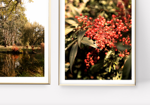 Golden Lake Burley Griffin • Set of Two Canberra Australia Native Bush Flower Photography Prints