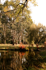 Golden Lake Burley Griffin • Set of Two Canberra Australia Native Bush Flower Photography Prints