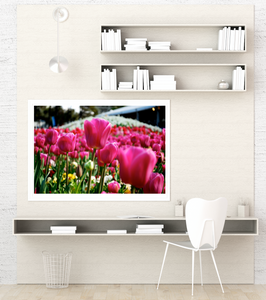Floriade Bloom - Pink Tulips - Canberra Fine Photography Print