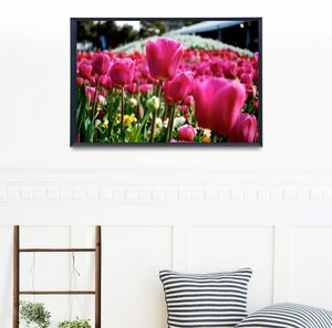 Floriade Bloom - Pink Tulips - Canberra Fine Photography Print