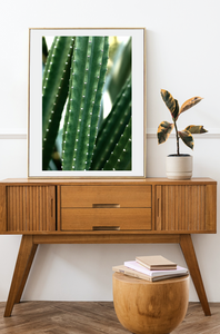 San Pedro Cactus • Fine Photography Print