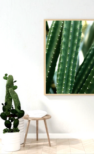 San Pedro Cactus • Fine Photography Print