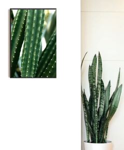 San Pedro Cactus • Fine Photography Print