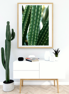 San Pedro Cactus • Fine Photography Print