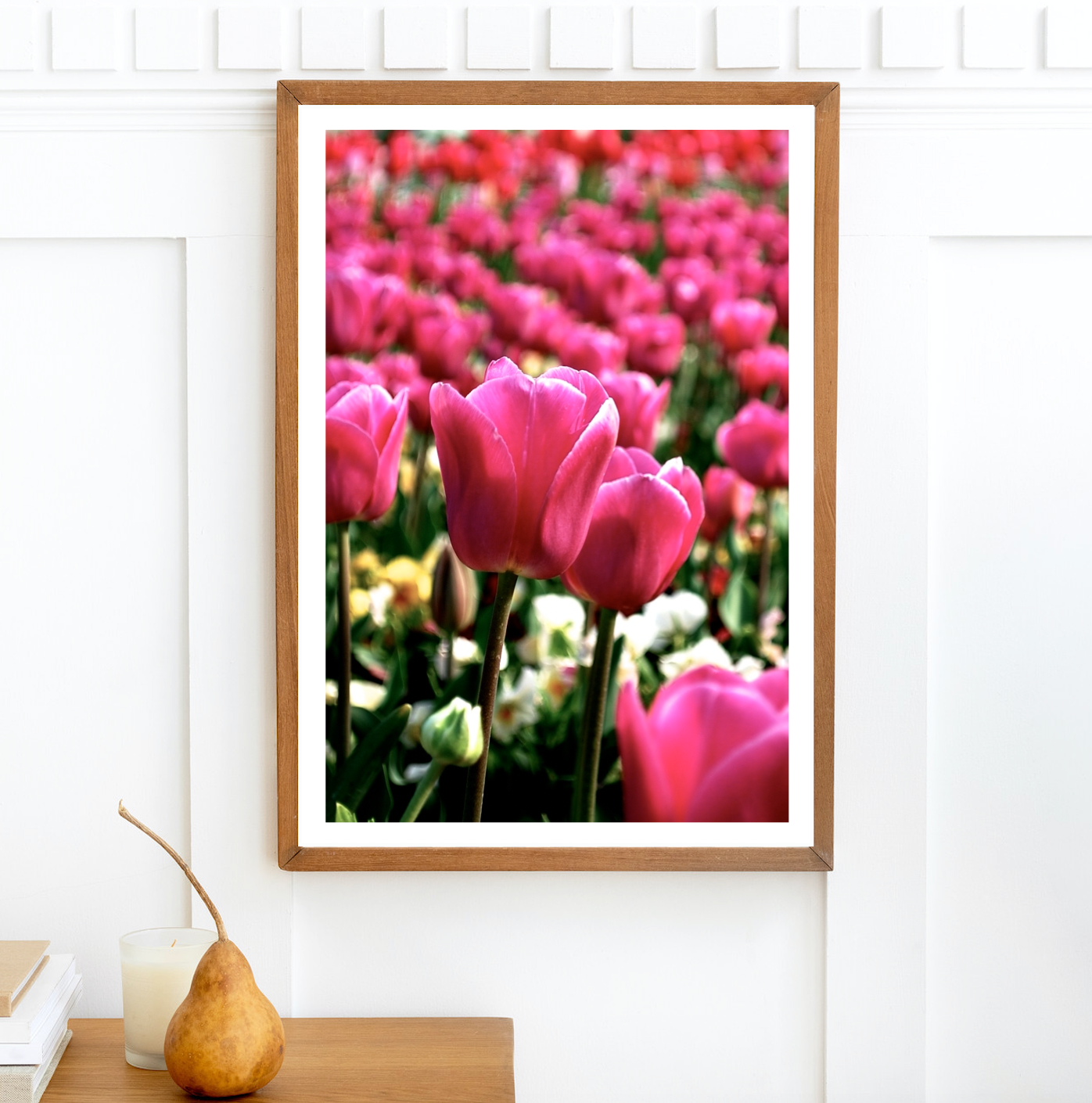 Floriade Bloom • Hot Pink Tulips • Canberra Fine Art Print