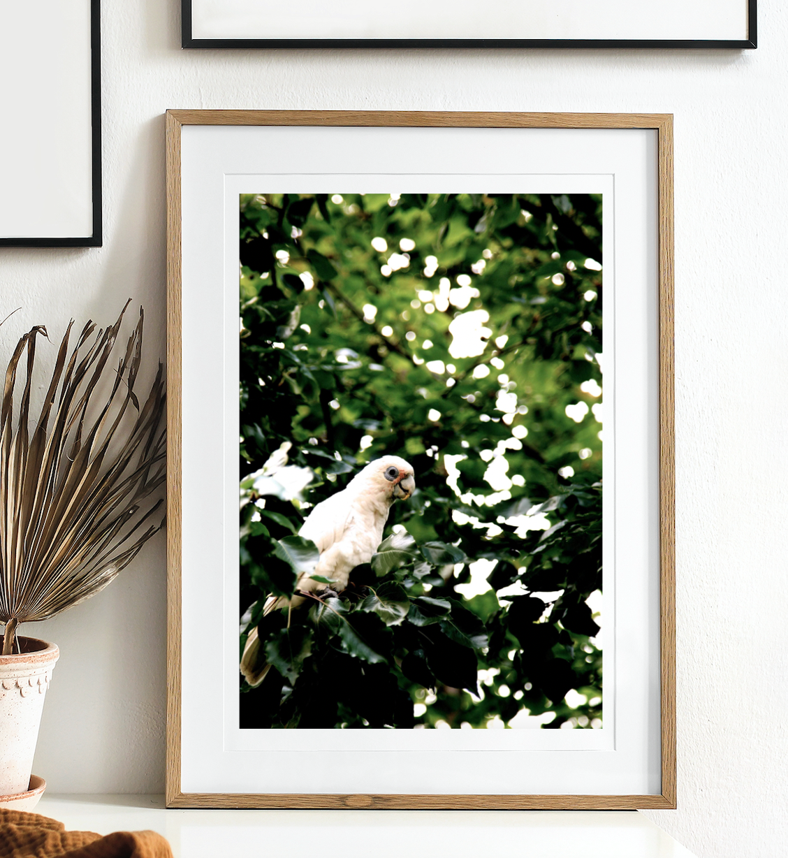 Little Corella • Fine Art Print • Australian Bird • Cockatoo