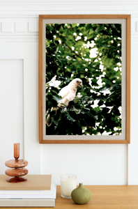 Little Corella • Fine Art Print • Australian Bird • Cockatoo