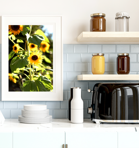 Sunflowers for Ukraine • Photography Print