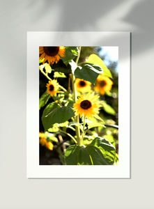 Sunflowers for Ukraine • Photography Print