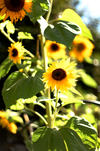Sunflowers for Ukraine • Photography Print