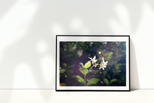 Jasmine Flowers in Bronte Gully • Bronte Beach Sydney Photography Print