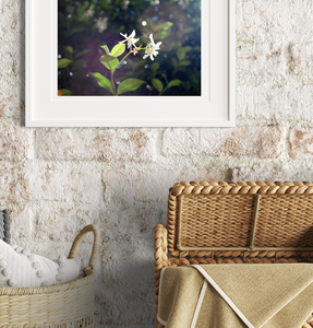 Jasmine Flowers in Bronte Gully • Bronte Beach Sydney Photography Print