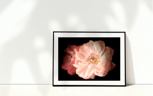 Florescence Collection • Set of Six Peony Flower Fine Art Photography Prints