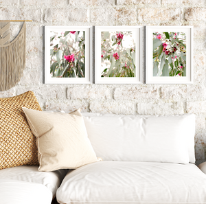 Flowering Gums • Set of Three Australian Native Pink Eucalyptus Botanical Art Photography Prints