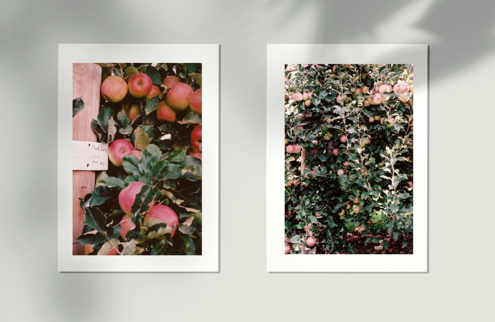 Pink Lady Apple Orchard • Set of 4 35mm Film Photography Prints