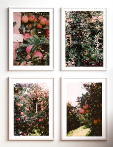 Pink Lady Apple Orchard • Set of 4 35mm Film Photography Prints