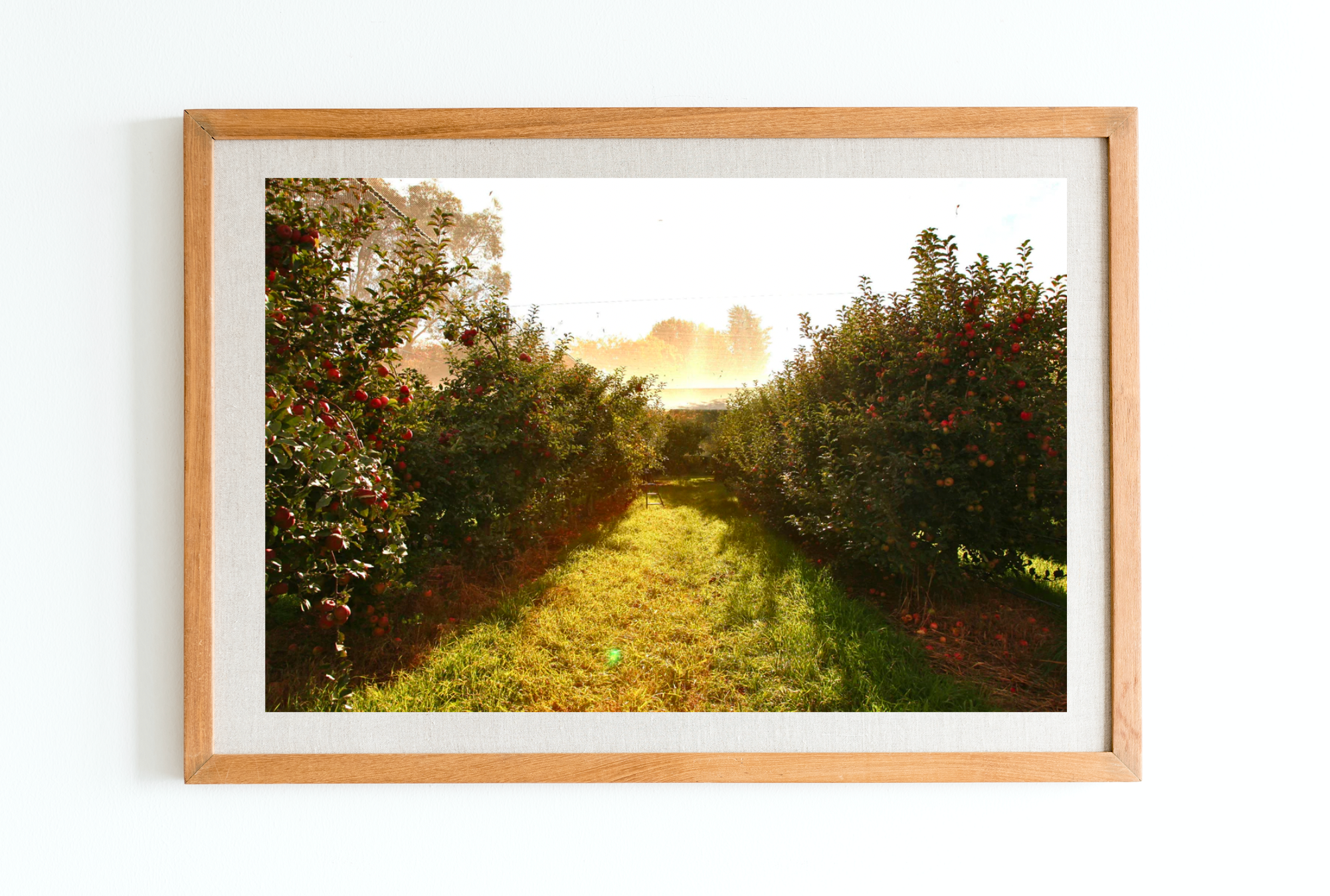 In The Orchard • Pialligo, Canberra Photography Print