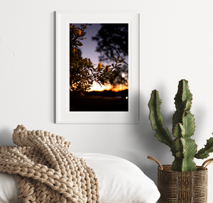 Barangaroo Sydney Sunset • Fine Photography Print • Coastal Banksia Botanical