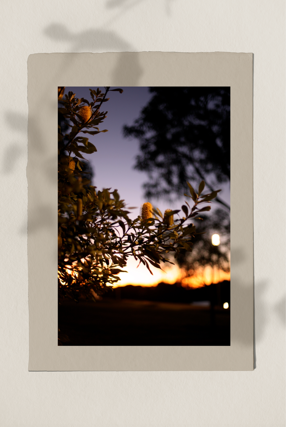 Barangaroo Sydney Sunset • Fine Photography Print • Coastal Banksia Botanical