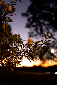 Barangaroo Sydney Sunset • Fine Photography Print • Coastal Banksia Botanical