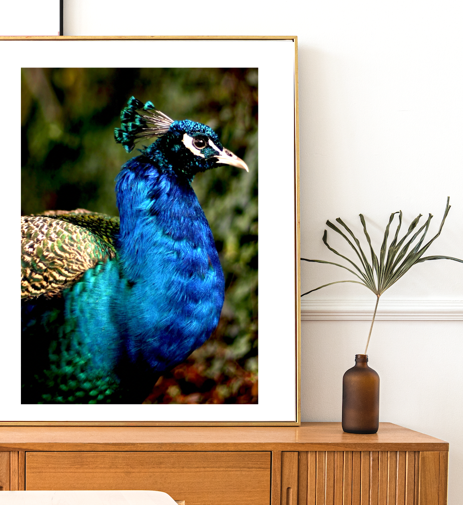 Iridescent Peacock Nº 1 • Fine Photography Print