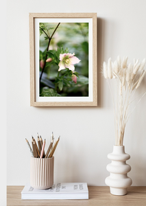 Blush Pink Hellebore • Botanical Flower Art Photography Print