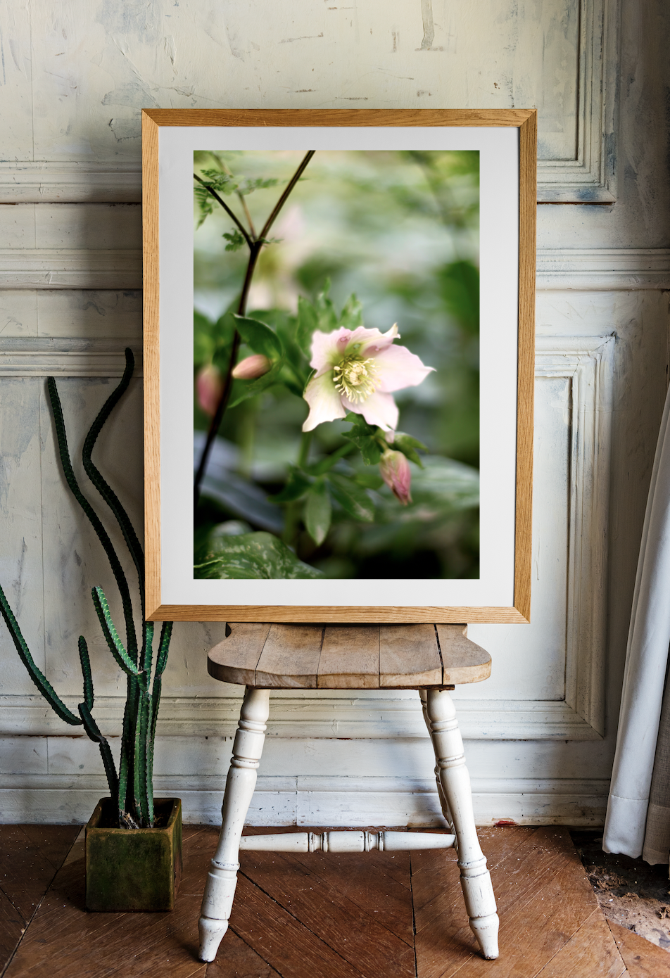 Blush Pink Hellebore • Botanical Flower Art Photography Print