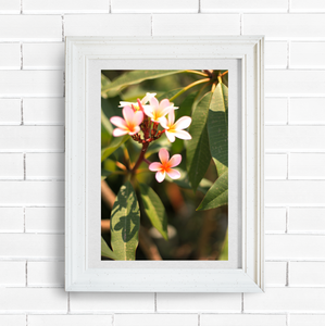 Endless Sunset - Pink Frangipani Photography Print