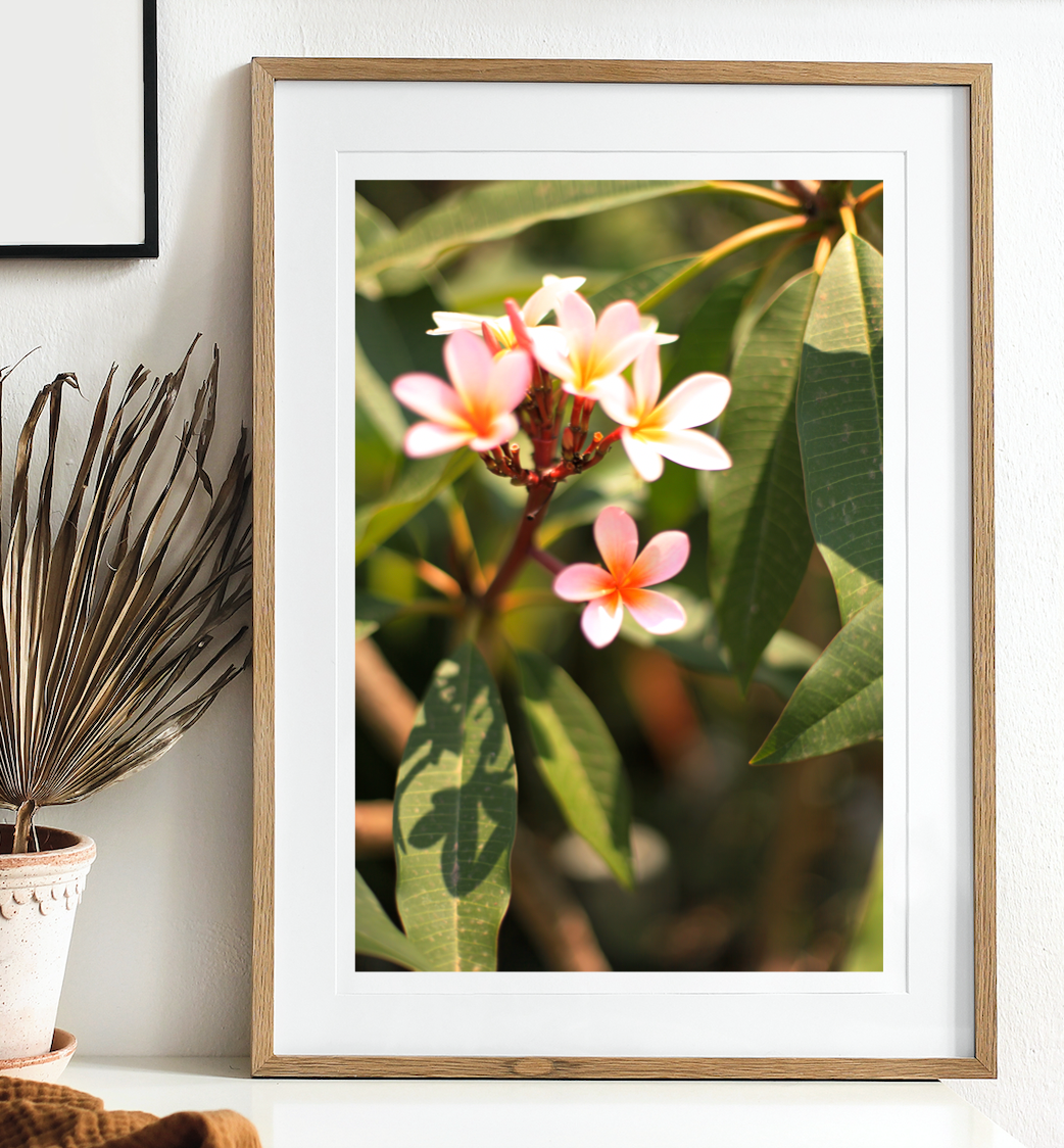 Endless Sunset - Pink Frangipani Photography Print