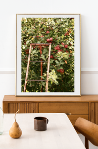 The Apple Orchard - Pialligo, Canberra - Fine Photography Print