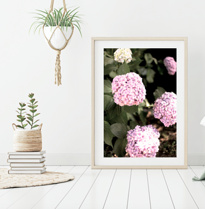 Blush Pink Hydrangea • Fine Photography Print