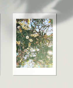 Meleleuca Days • Bottlebrush Australian Native Botanical Fine Photography Print