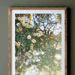 Meleleuca Days • Bottlebrush Australian Native Botanical Fine Photography Print