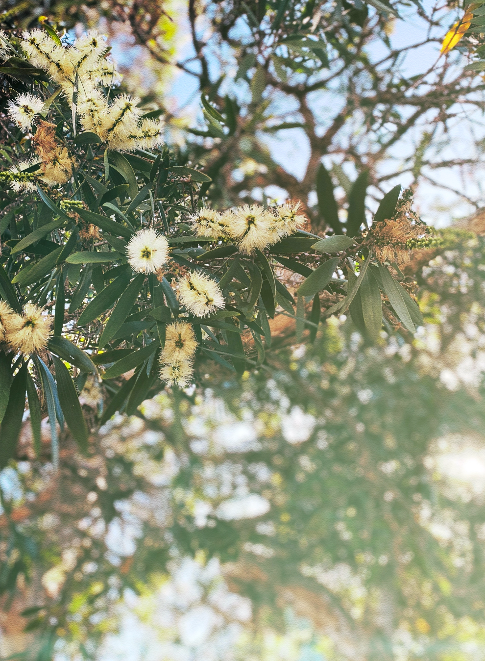 Meleleuca Days • Bottlebrush Australian Native Botanical Fine Photography Print