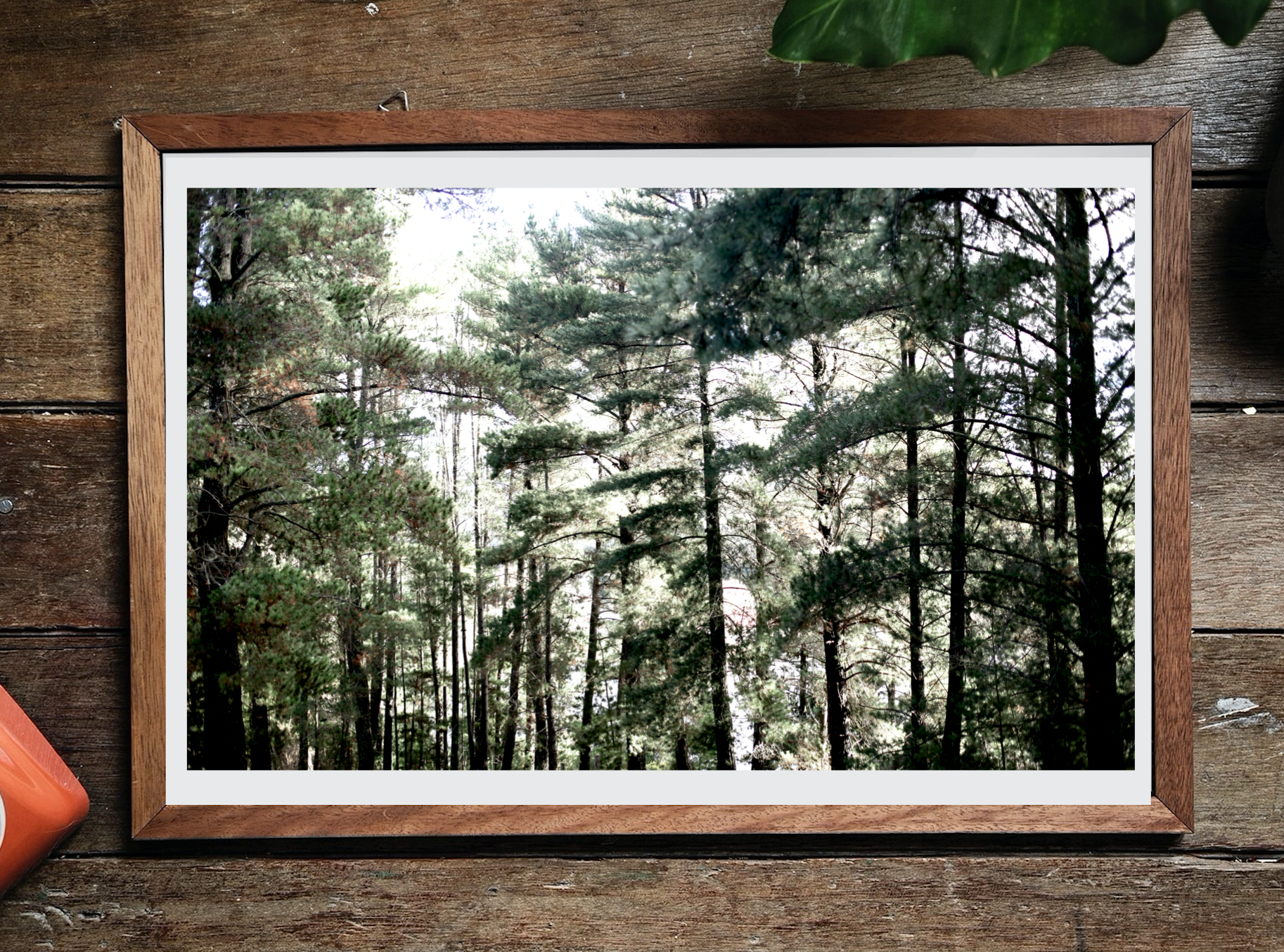 Wombat Hill • Daylesford Pine Trees Photography Print