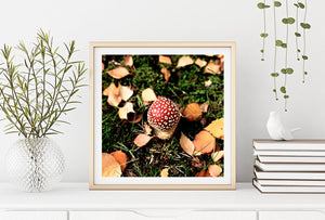 Toadstool Magic • Fine Photography Print