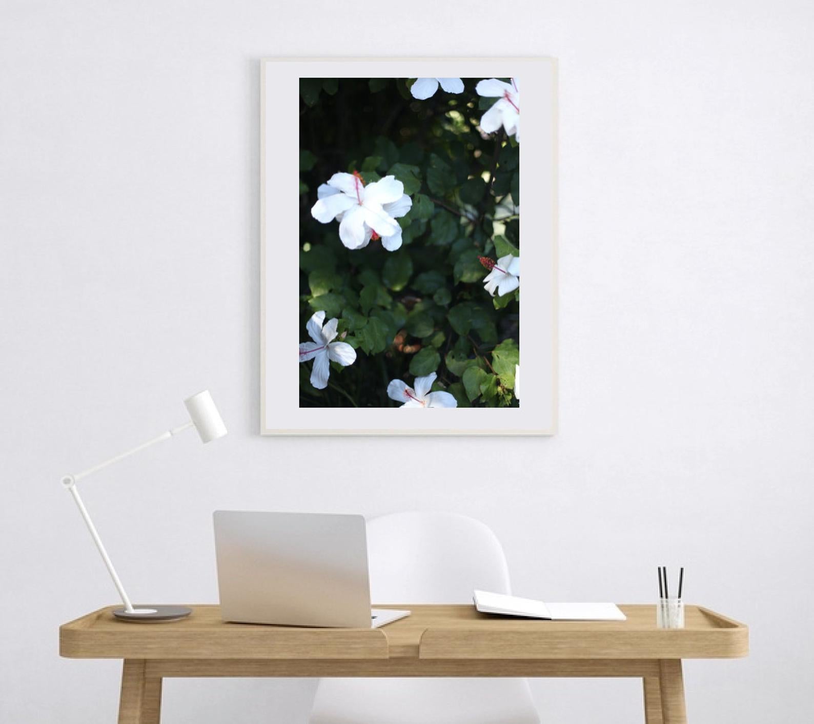 White Kauai Hibiscus • Photography Print