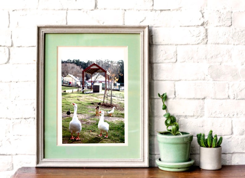 Lake Daylesford Geese • Fine Art Print