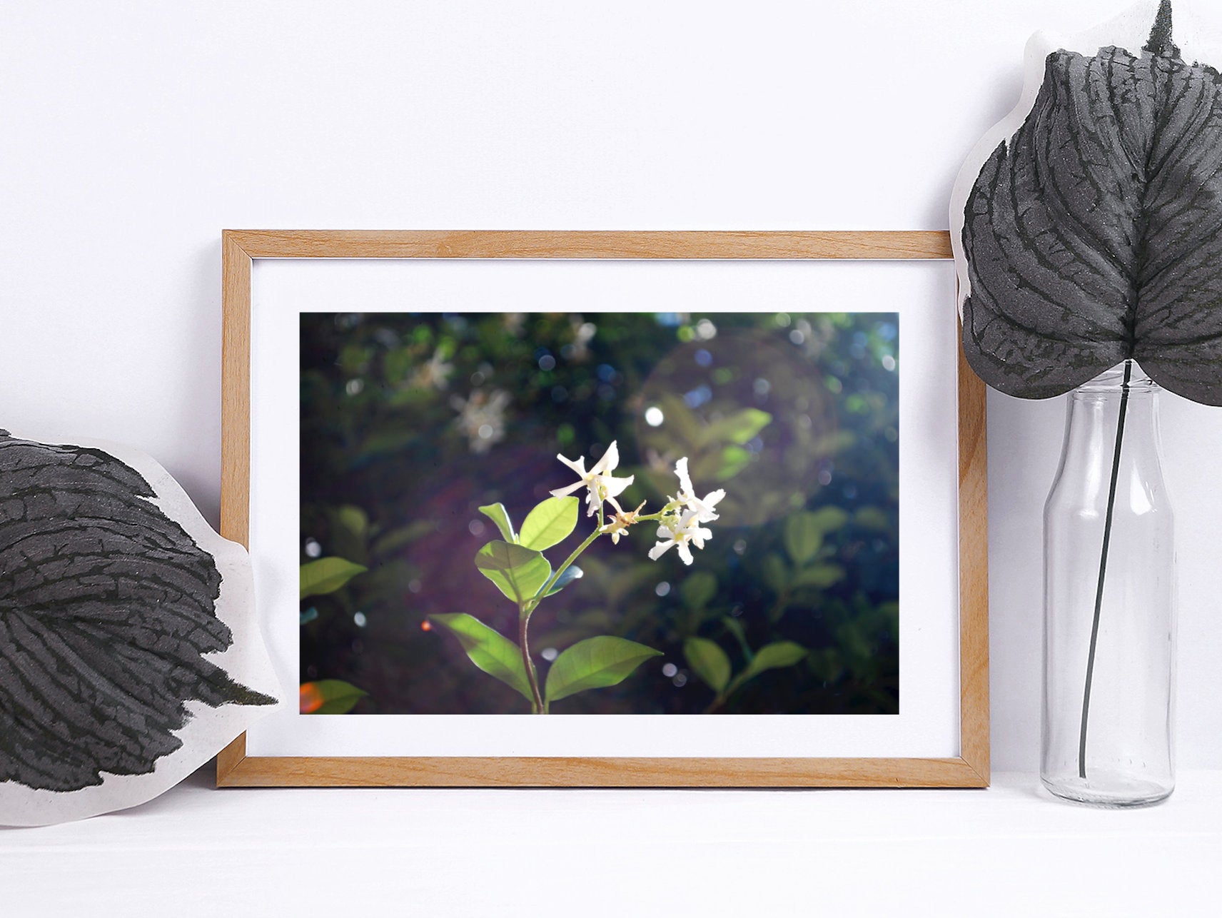 Jasmine Flowers in Bronte Gully • Bronte Beach Sydney Photography Print