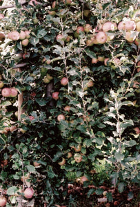 Pink Lady Apple Orchard • Set of 4 35mm Film Photography Prints