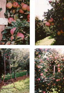 Pink Lady Apple Orchard • Set of 4 35mm Film Photography Prints