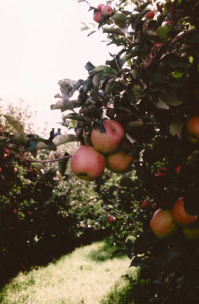 Pink Lady Apple Orchard • Set of 4 35mm Film Photography Prints