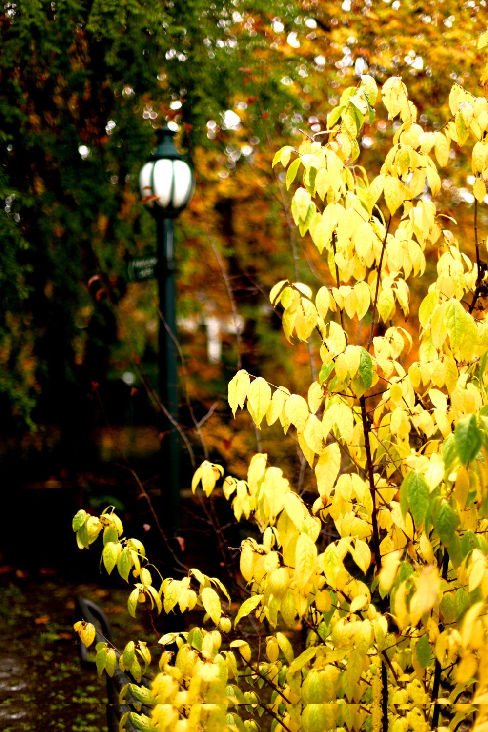 Autumn Story -  Hepburn Mineral Springs - Set of Three Fine Art Prints