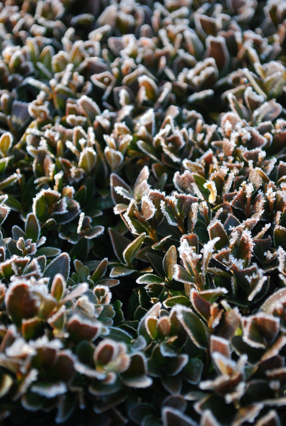 Glistening Frost • Photography Photo Print