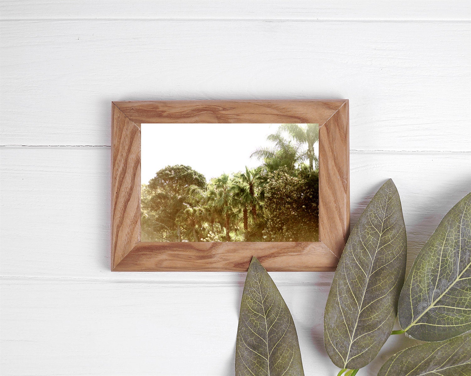 Palm Tree Summer Haze • Palm Beach, Sydney's Northern Beaches • Tropical Photography Print