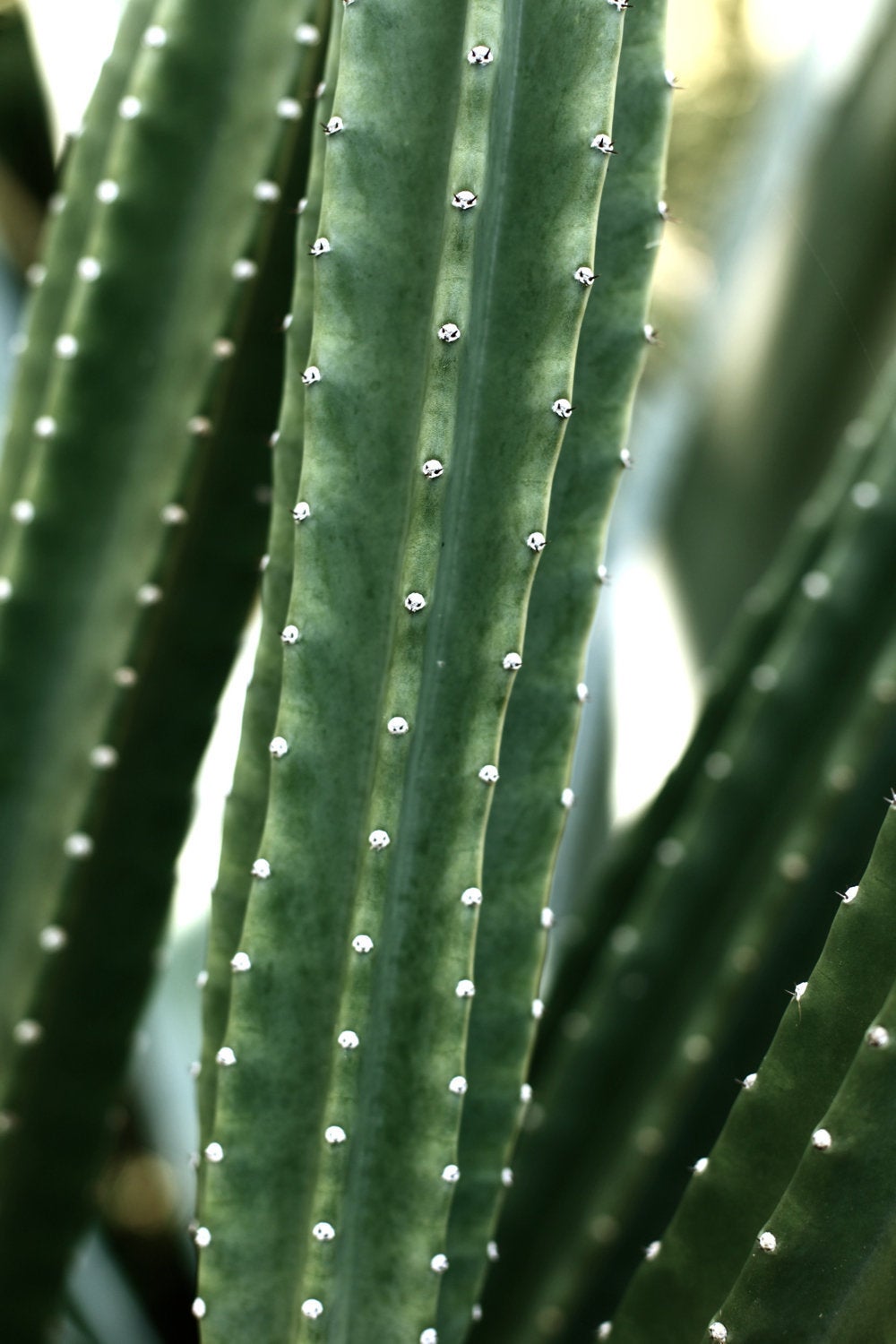 San Pedro Cactus • Fine Photography Print