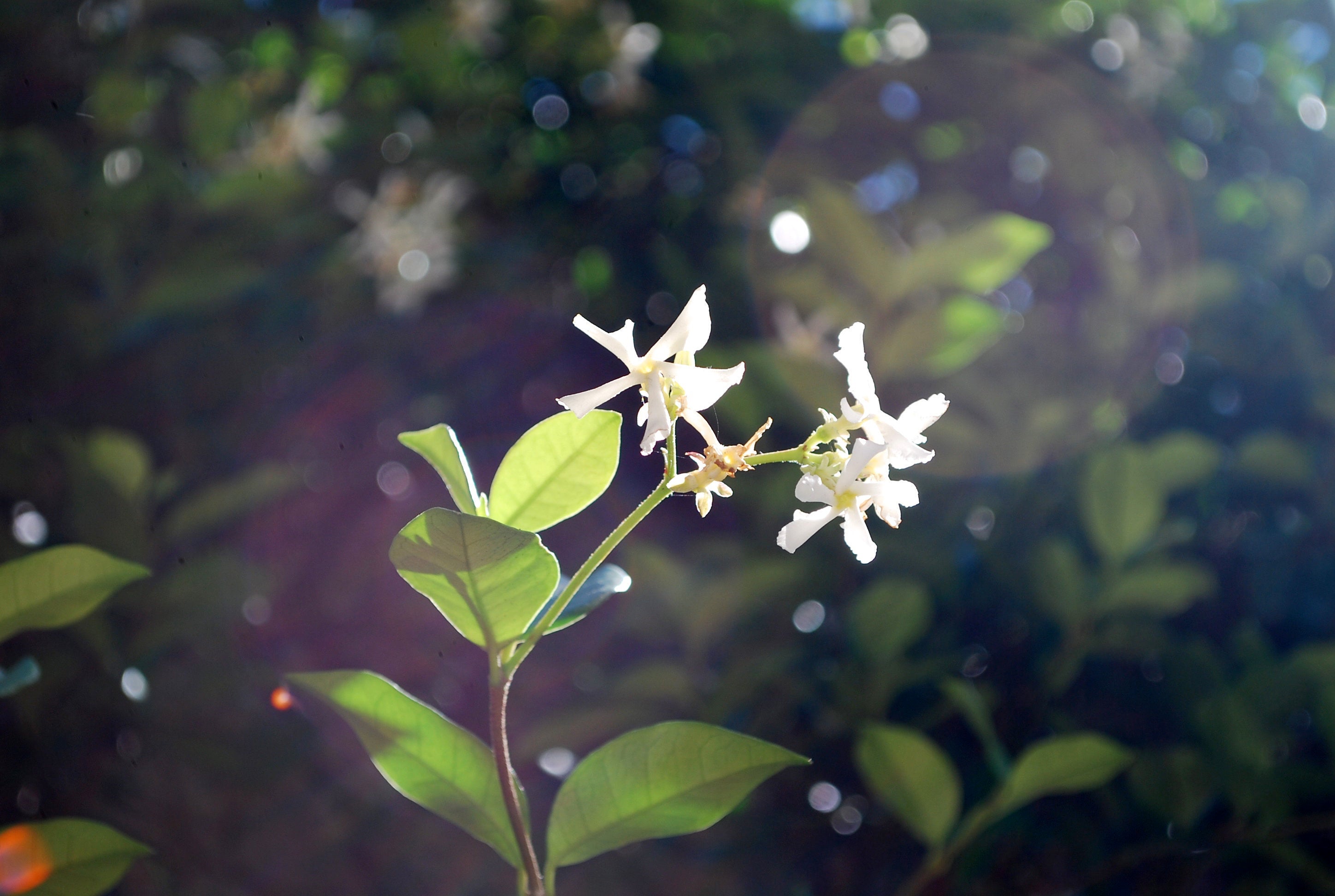 Jasmine Flowers in Bronte Gully • Bronte Beach Sydney Photography Print