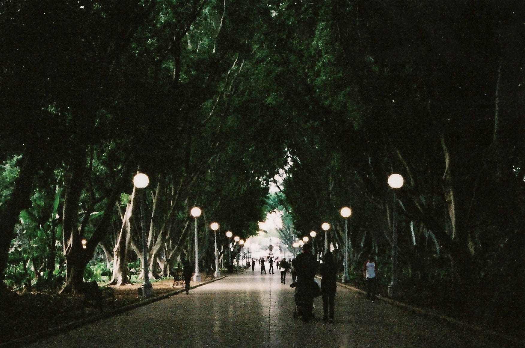 Hyde Park Sydney • 35mm Film Photography Print