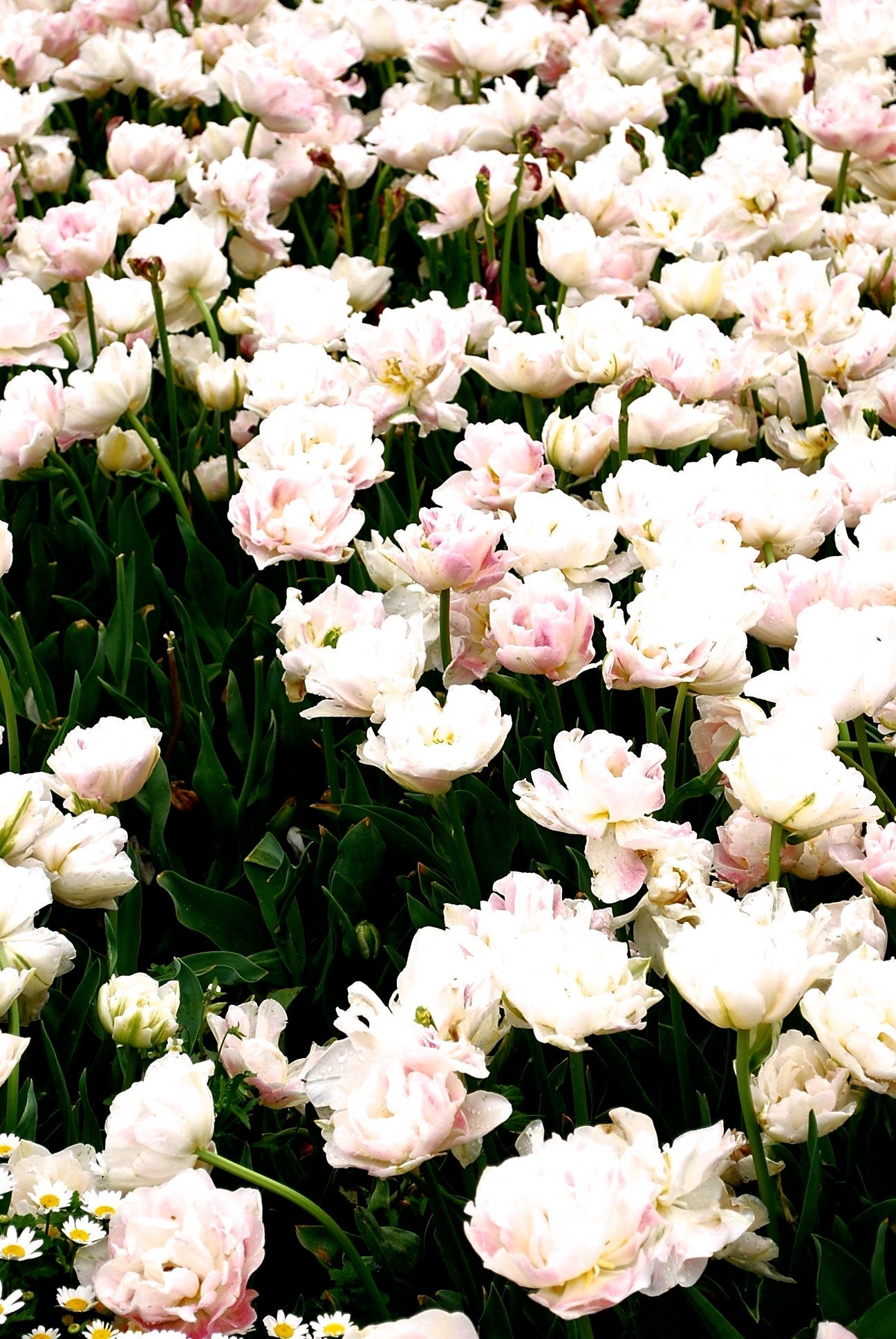Floriade Blush Pink Tulips in Bloom • Canberra Photography Print